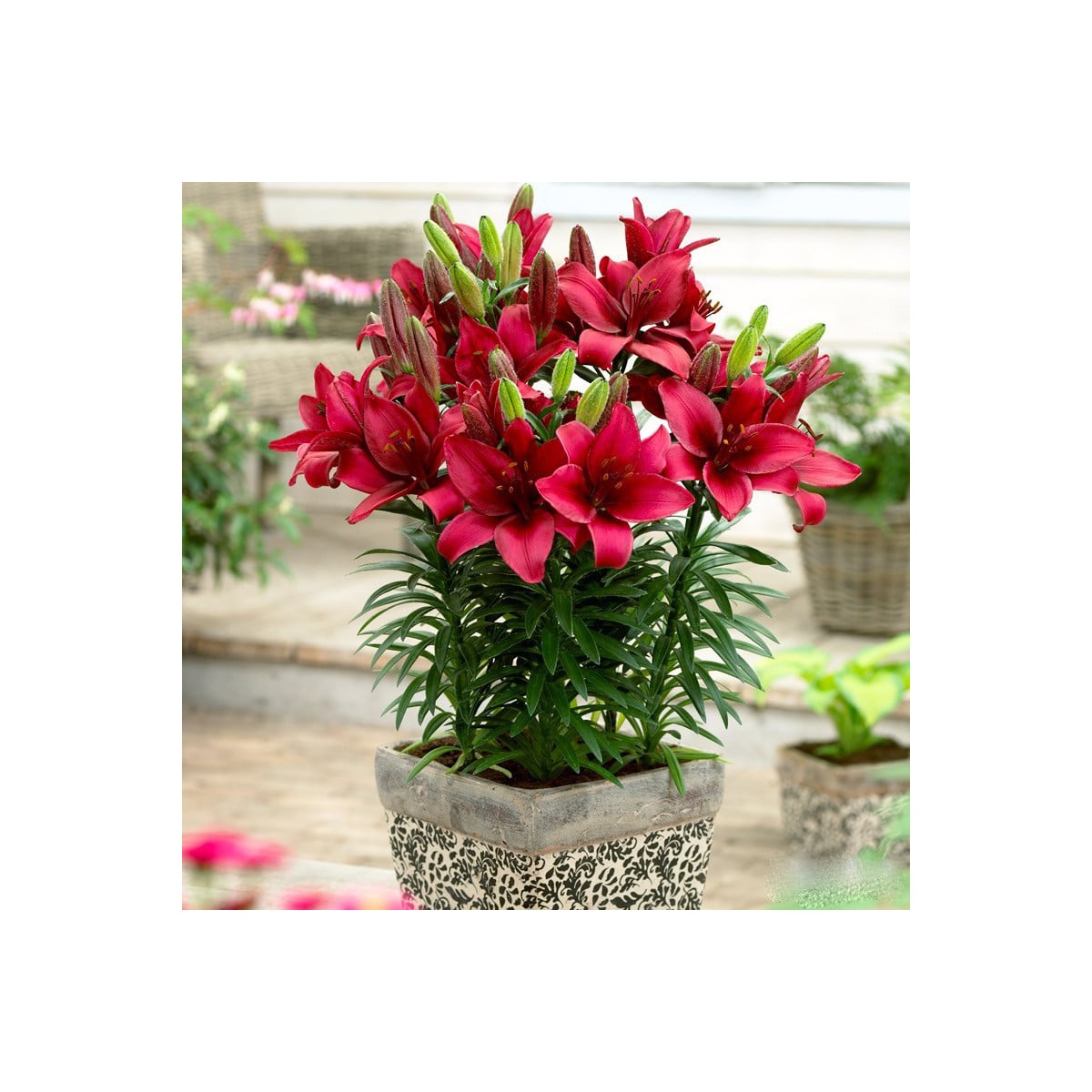Lilie Cavoli - Lilium - cibule lilií - 1 ks