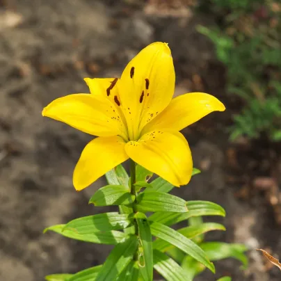Lilie Bright Pixie - Lilium - cibule lilií - 1 ks