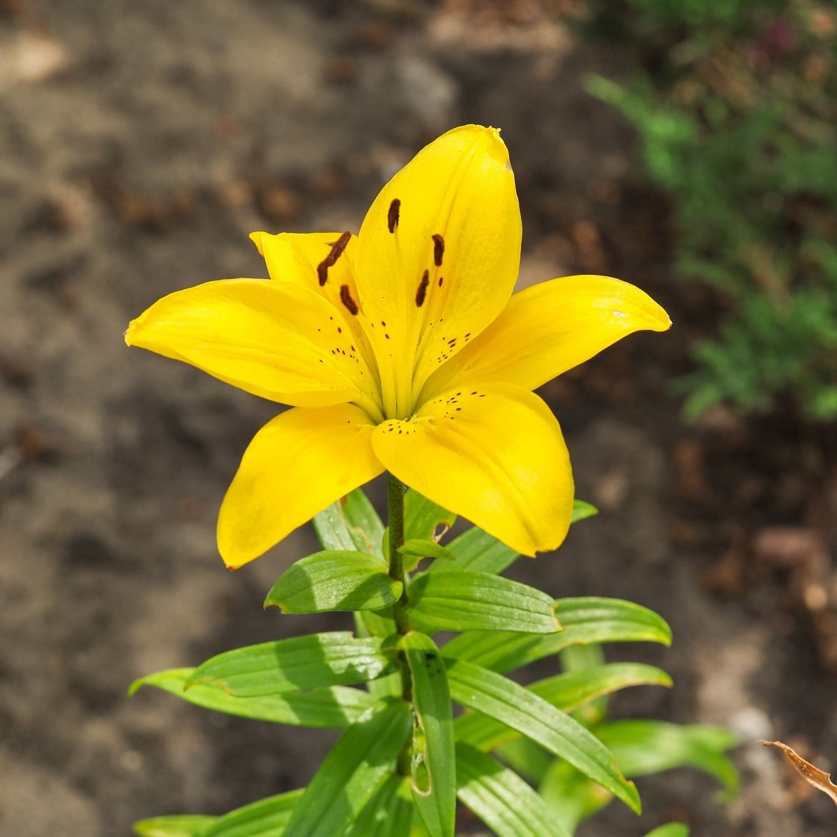 Lilie Bright Pixie - Lilium - cibule lilií - 1 ks