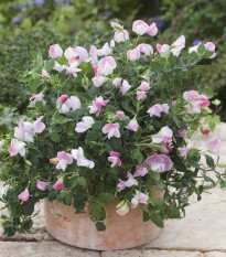 Hrachor vonný zakrslý Cupid Pink - Lathyrus odoratus -  osivo hrachoru - 12 ks