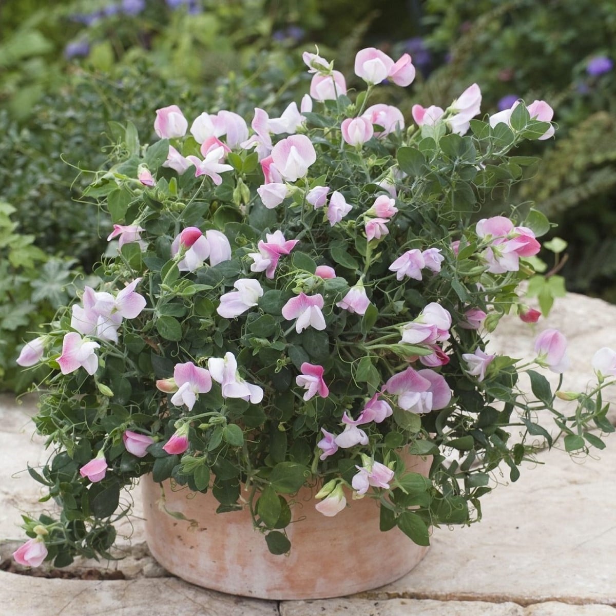 Hrachor vonný zakrslý Cupid Pink - Lathyrus odoratus -  osivo hrachoru - 12 ks