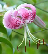 Lilie speciosum rubrum - Lilium - cibule lilií - 1 ks