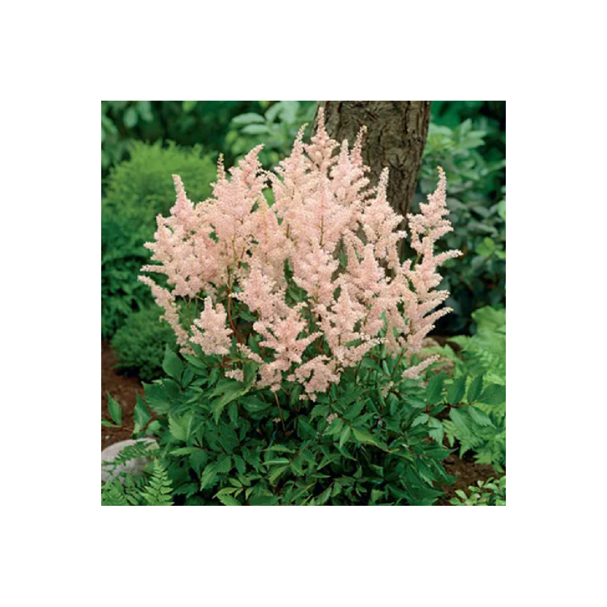 Čechrava Peach Blossom – Astilbe japonica – hlízy čechravy