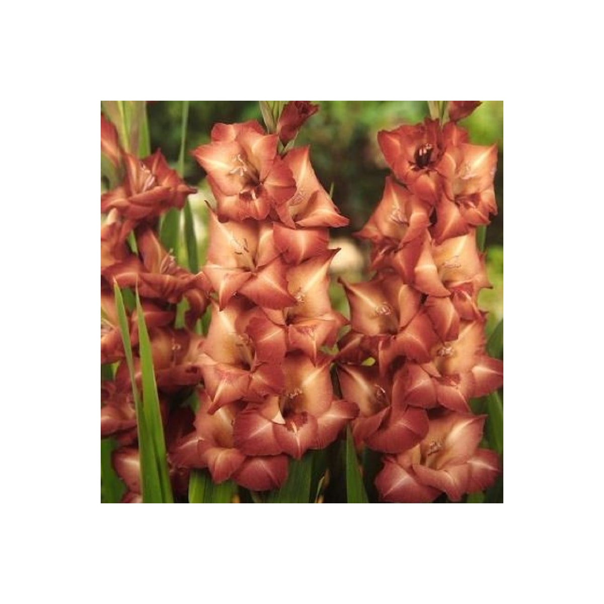 Gladiol Indian Summer - Gladiolus - hlízy gladiol - 3 ks