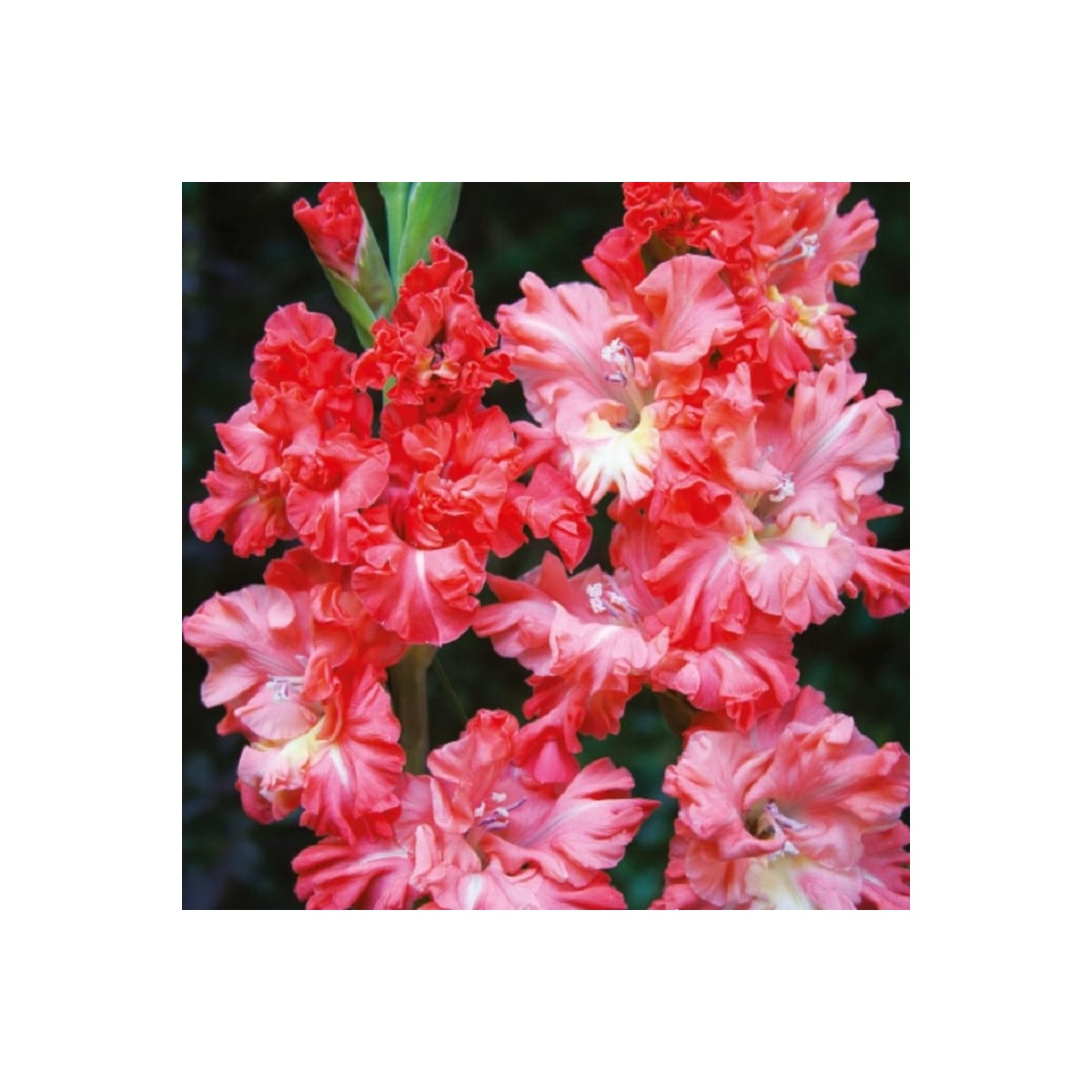 Gladiol You Two Frizzle - Gladiolus - hlízy gladiol - 3 ks