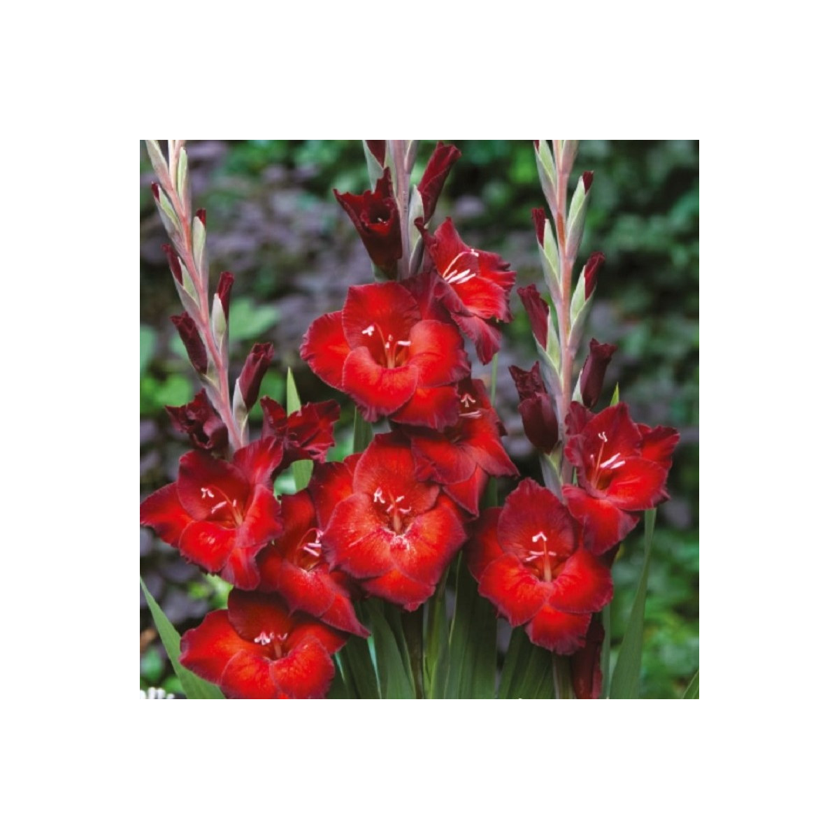Gladiol Azuro - Gladiolus - hlízy gladiol - 3 ks