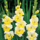 Gladiol Buggy - Gladiolus - hlízy gladiol - 3 ks