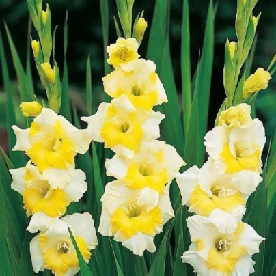 Gladiol Buggy - Gladiolus - hlízy gladiol - 3 ks