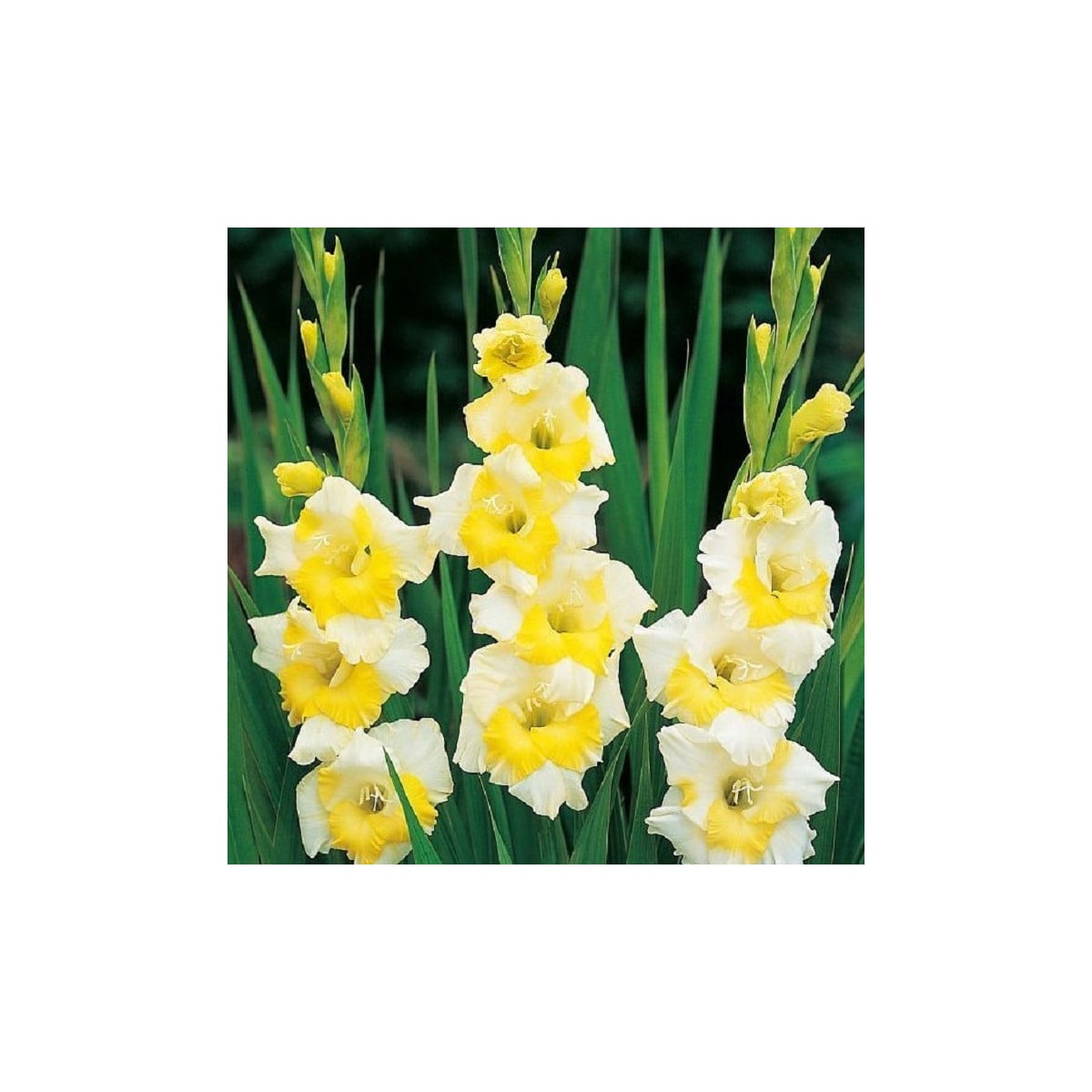 Gladiol Buggy - Gladiolus - hlízy gladiol - 3 ks