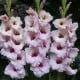 Gladiol Venezia - Gladiolus - hlízy gladiol - 3 ks