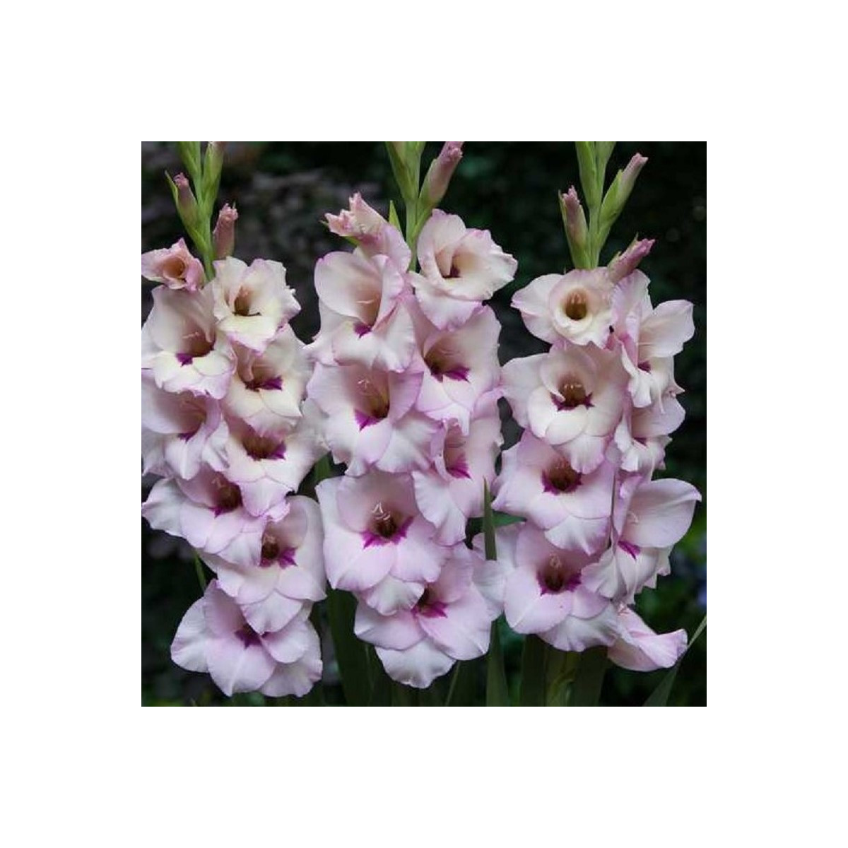 Gladiol Venezia - Gladiolus - hlízy gladiol - 3 ks