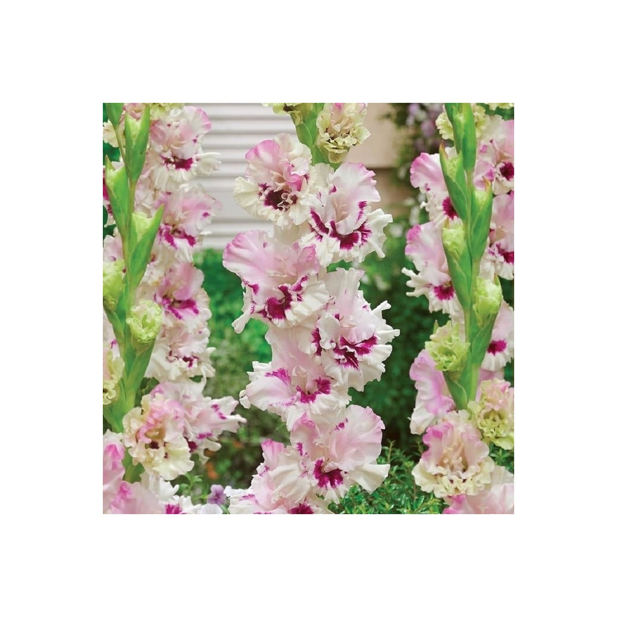 Gladiol Dreamy Creamy - Gladiolus - hlízy gladiol - 3 ks