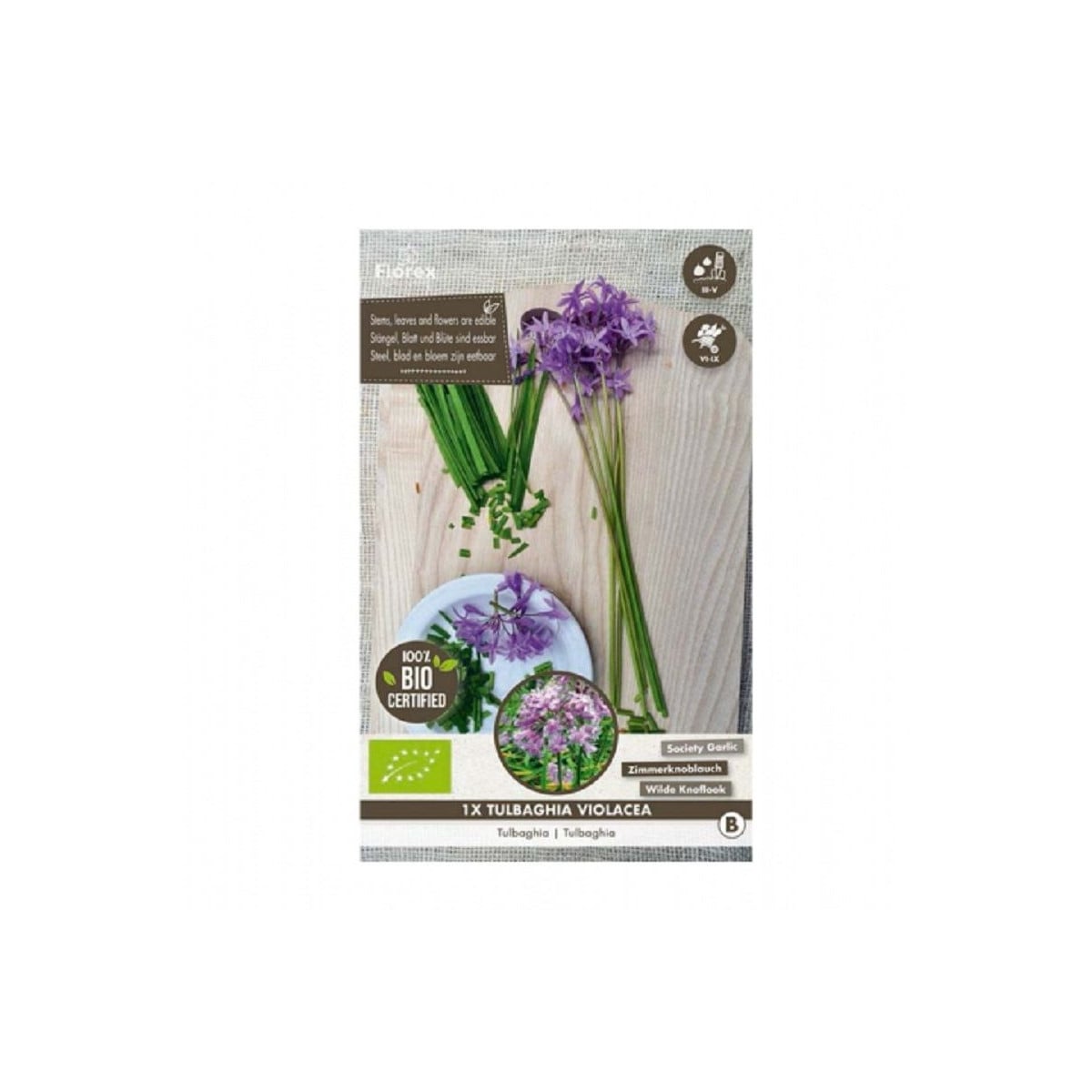 Česnek divoký BIO - Allium sativum - bio cibulky česneku - 1 kus