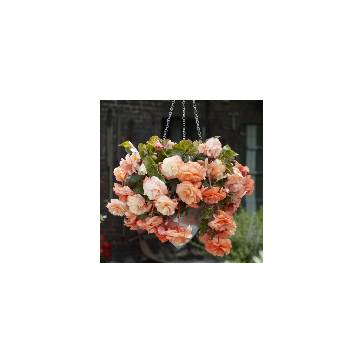 Begonie Apricot - Begonia splendide - hlízy begonie - 2 ks