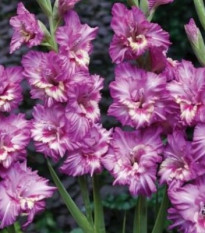 Gladiol Tango - Gladiolus - hlízy gladiol - 3 ks