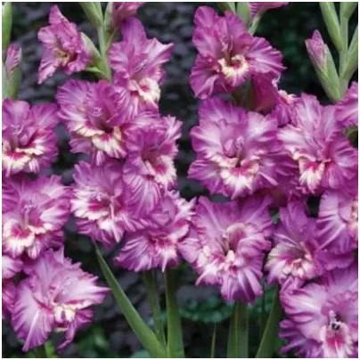 Gladiol Tango - Gladiolus - hlízy gladiol - 3 ks