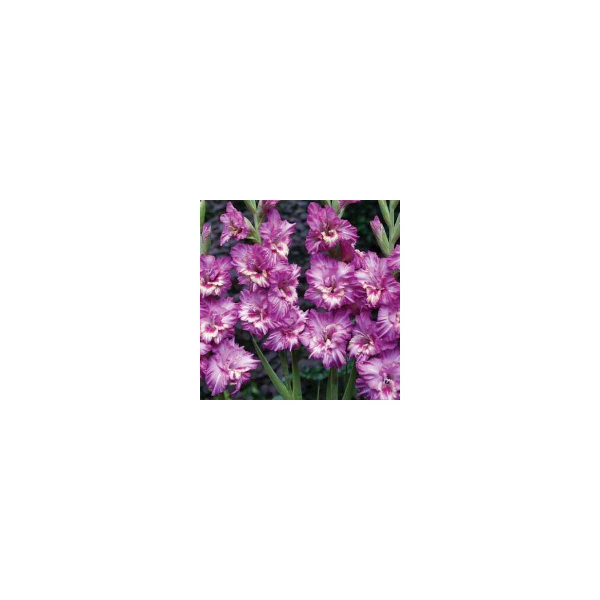 Gladiol Tango - Gladiolus - hlízy gladiol - 3 ks
