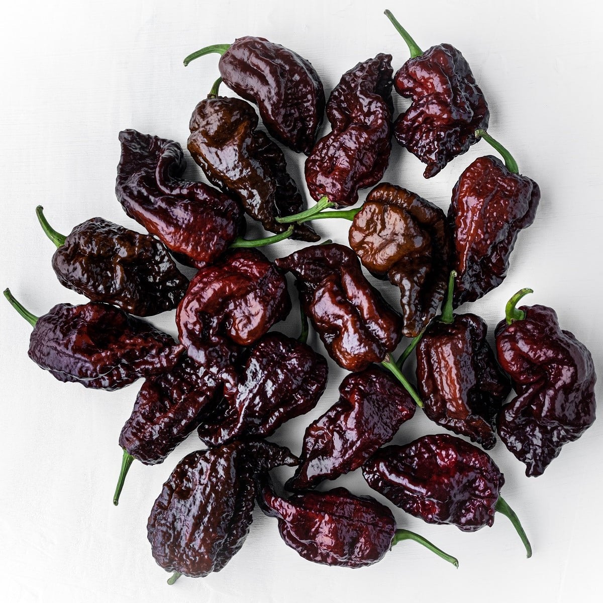 Chilli Carolina Reaper Chocolate - Capsicum Chinense - osivo chilli - 5 ks