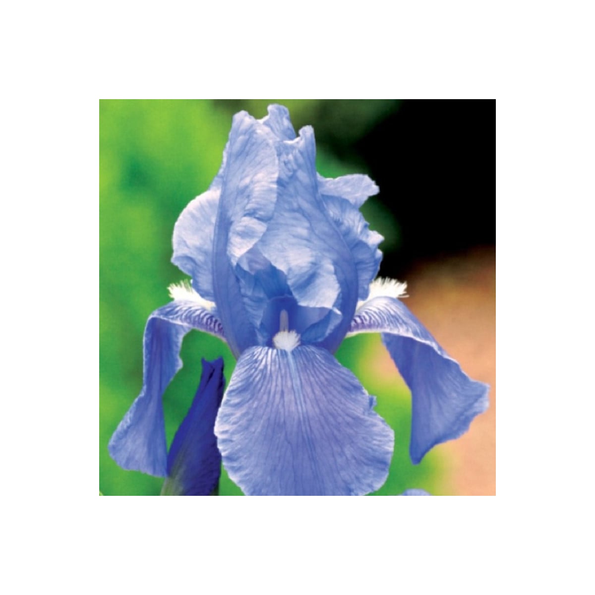 Kosatec německý modrý - Iris germanica - hlízy kosatců - 1 ks