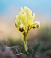 Kosatec nízký Ritz - Iris pumila - hlízy kosatců - 1 ks