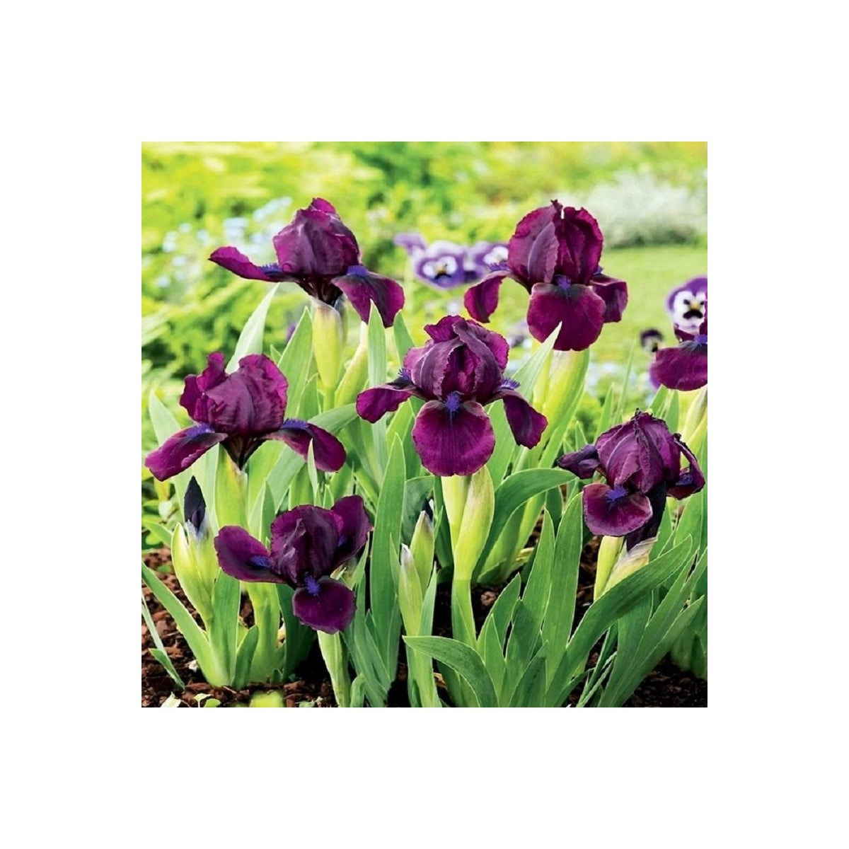 Kosatec nízký Cherry Garden  - Iris pumila - hlízy kosatců - 1 ks