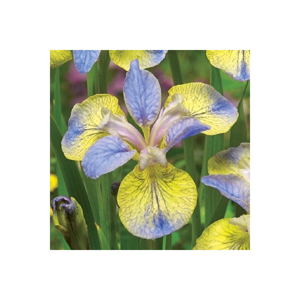 Kosatec Tipped in Blue - Iris sibirica - hlízy kosatců - 1 ks