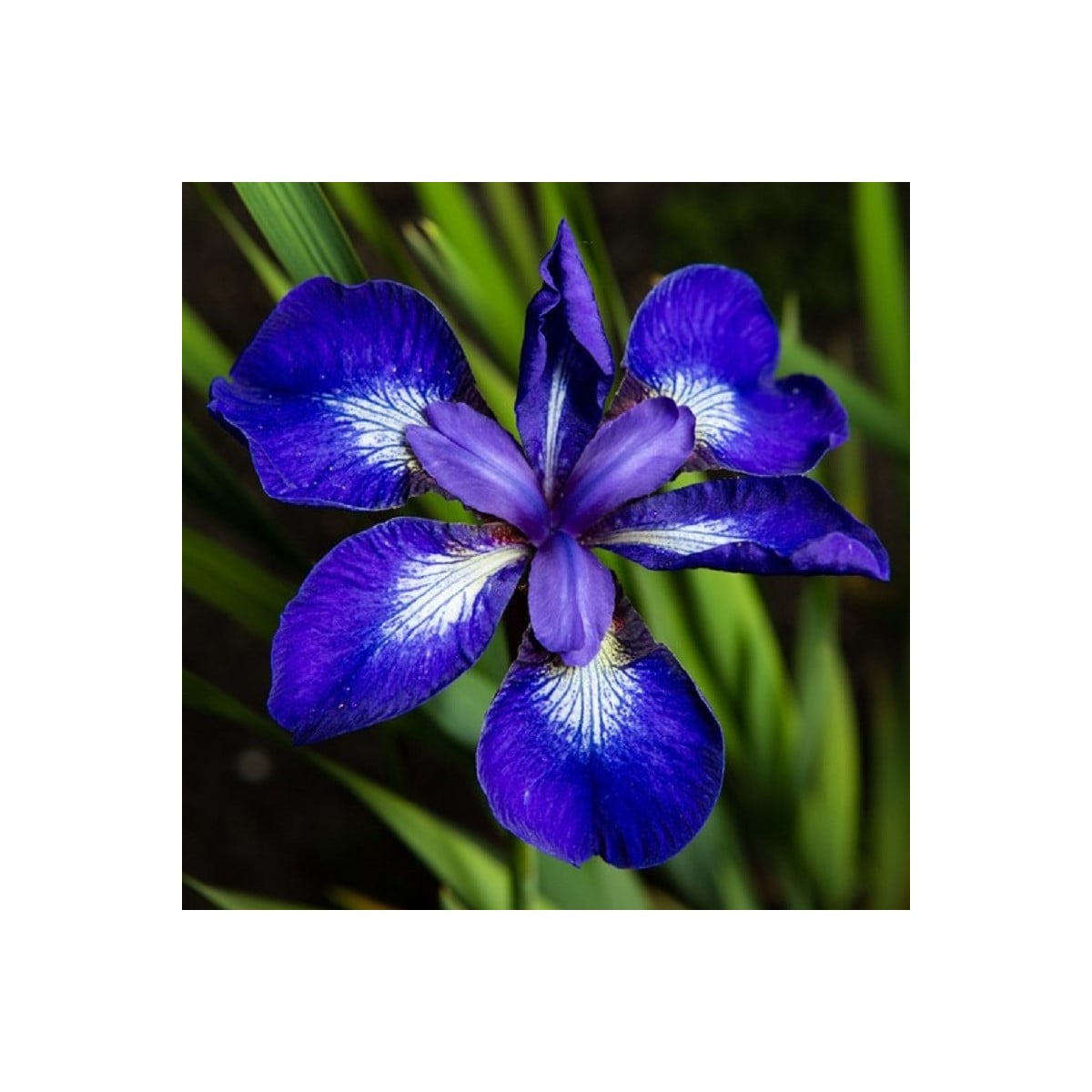 Kosatec sibiřský See Star - Iris sibirica - hlízy kosatců - 1 ks