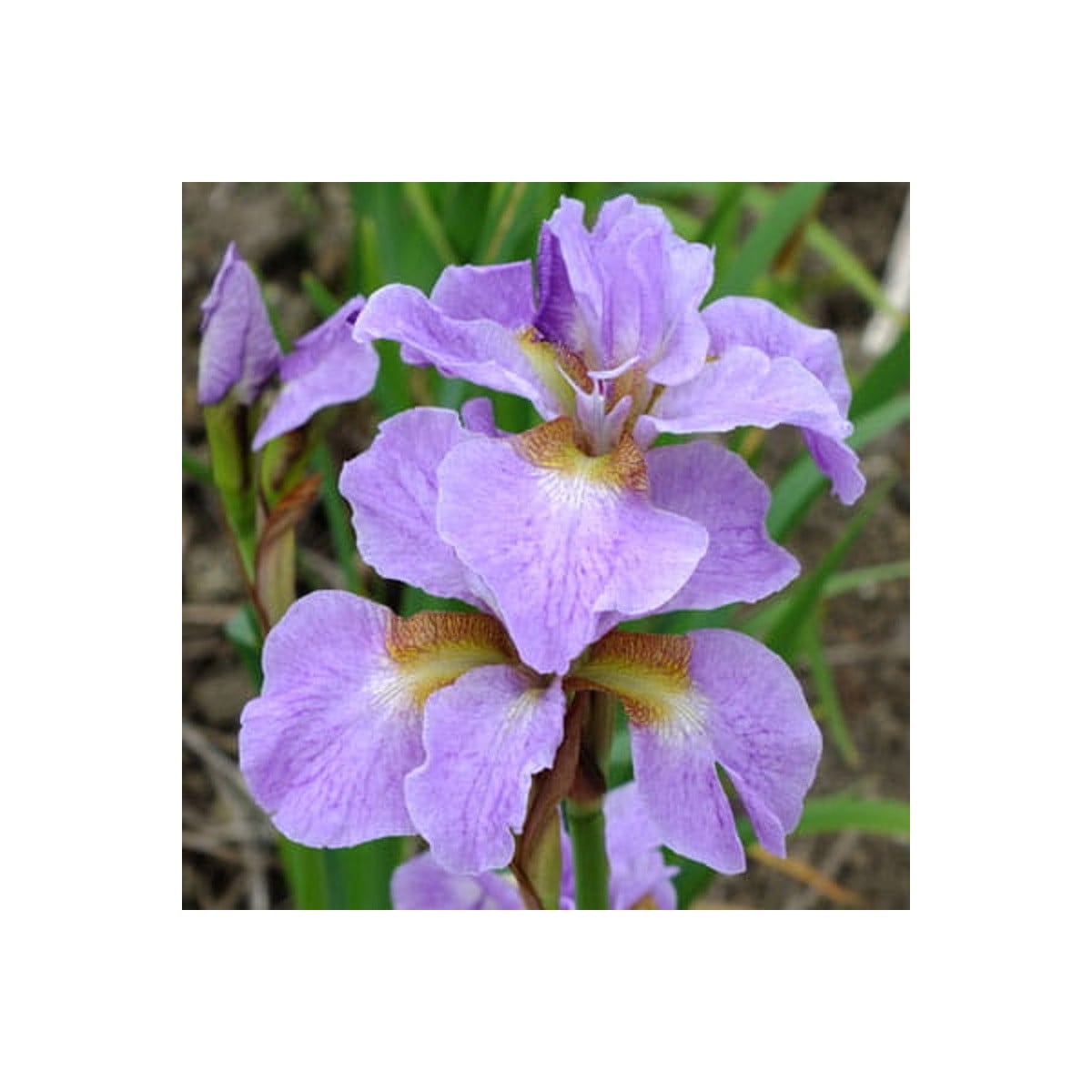 Kosatec Kita-No-Seiza - Iris sibirica - hlízy kosatců - 1 ks