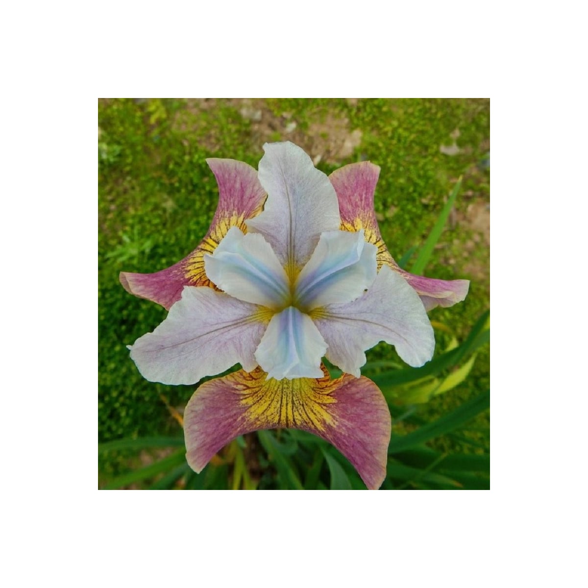 Kosatec sibiřský Sugar Rush - Iris sibirica - hlízy kosatců - 1 ks