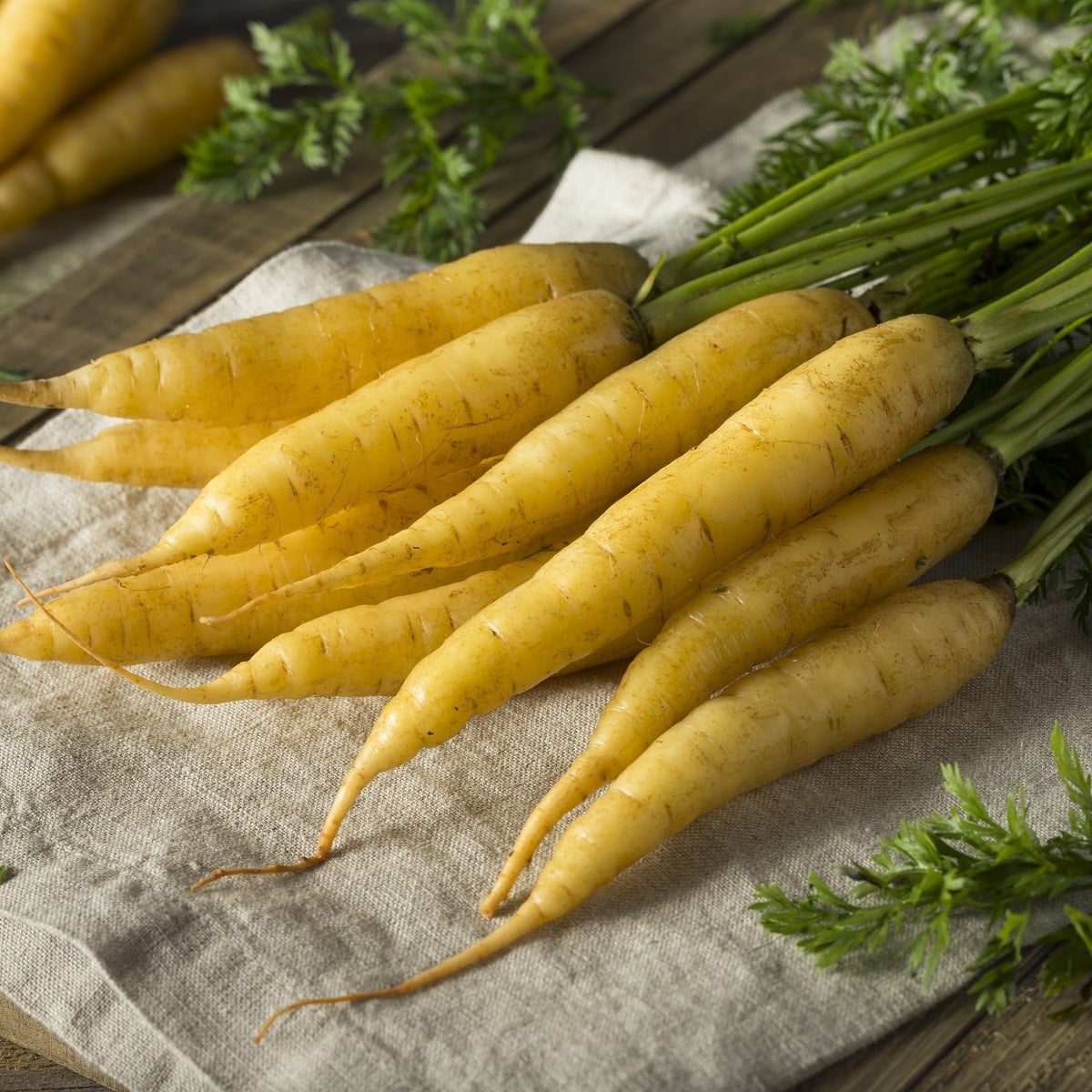 Mrkev Táborská žlutá – Daucus carota – osivo mrkve