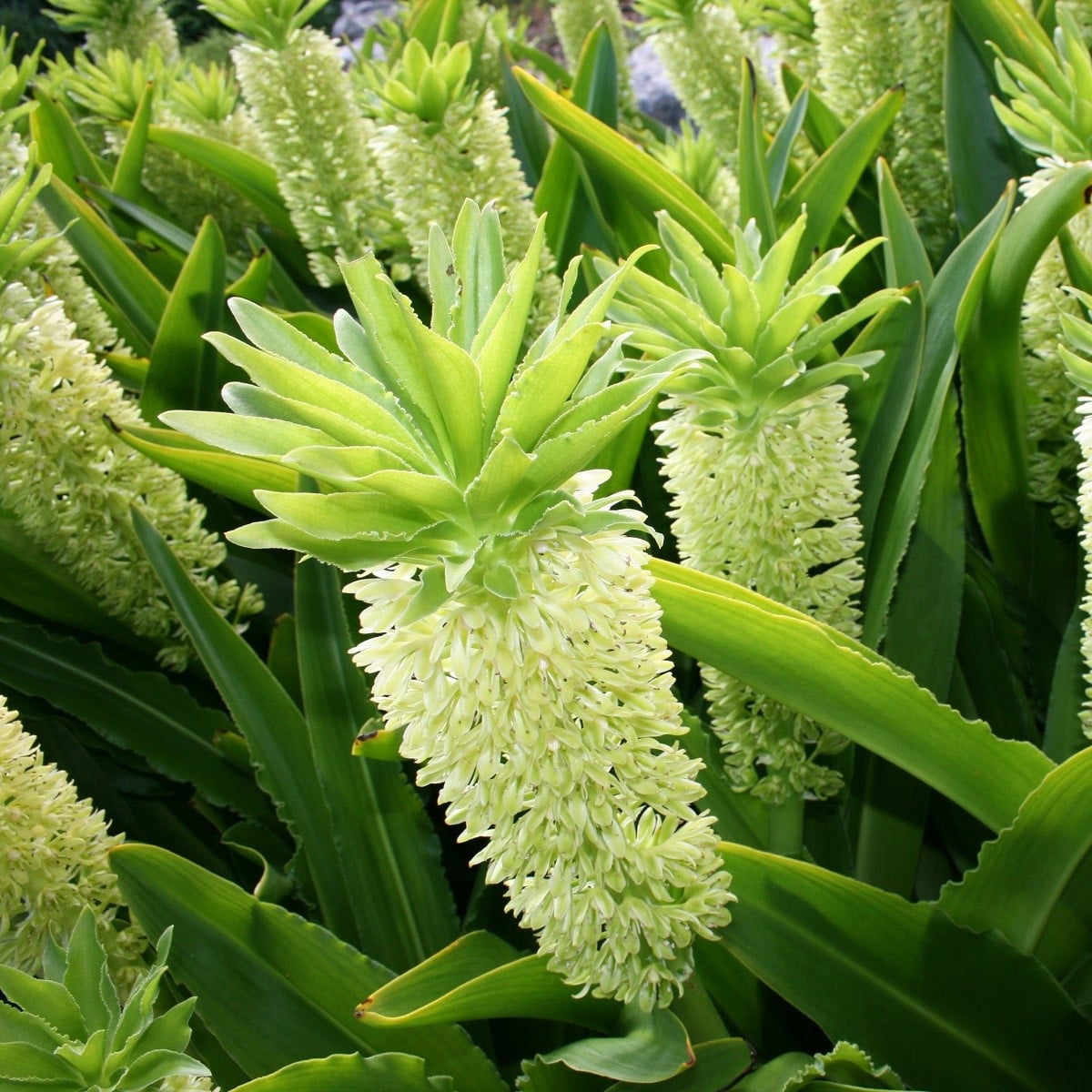 Chocholatice Autumnalis - Eucomis - cibule chocholatice - 1 ks