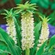 Chocholatice Autumnalis - Eucomis - cibule chocholatice - 1 ks