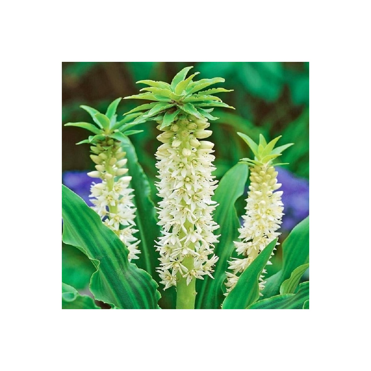 Chocholatice Autumnalis - Eucomis - cibule chocholatice - 1 ks