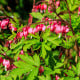 Srdcovka nádherná - Dicentra spectabilis - hlízy srdcovky - 1 ks