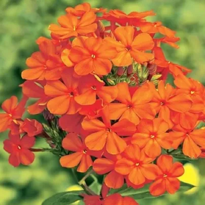 Plaménka oranžová - Phlox - prostokořenná sazenice plaménky - 1 ks