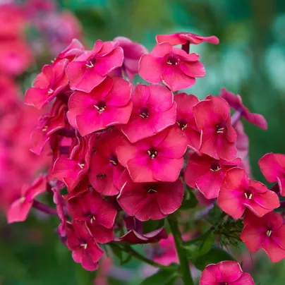 Plaménka růžová - Phlox - prostokořenná sazenice plaménky - 1 ks