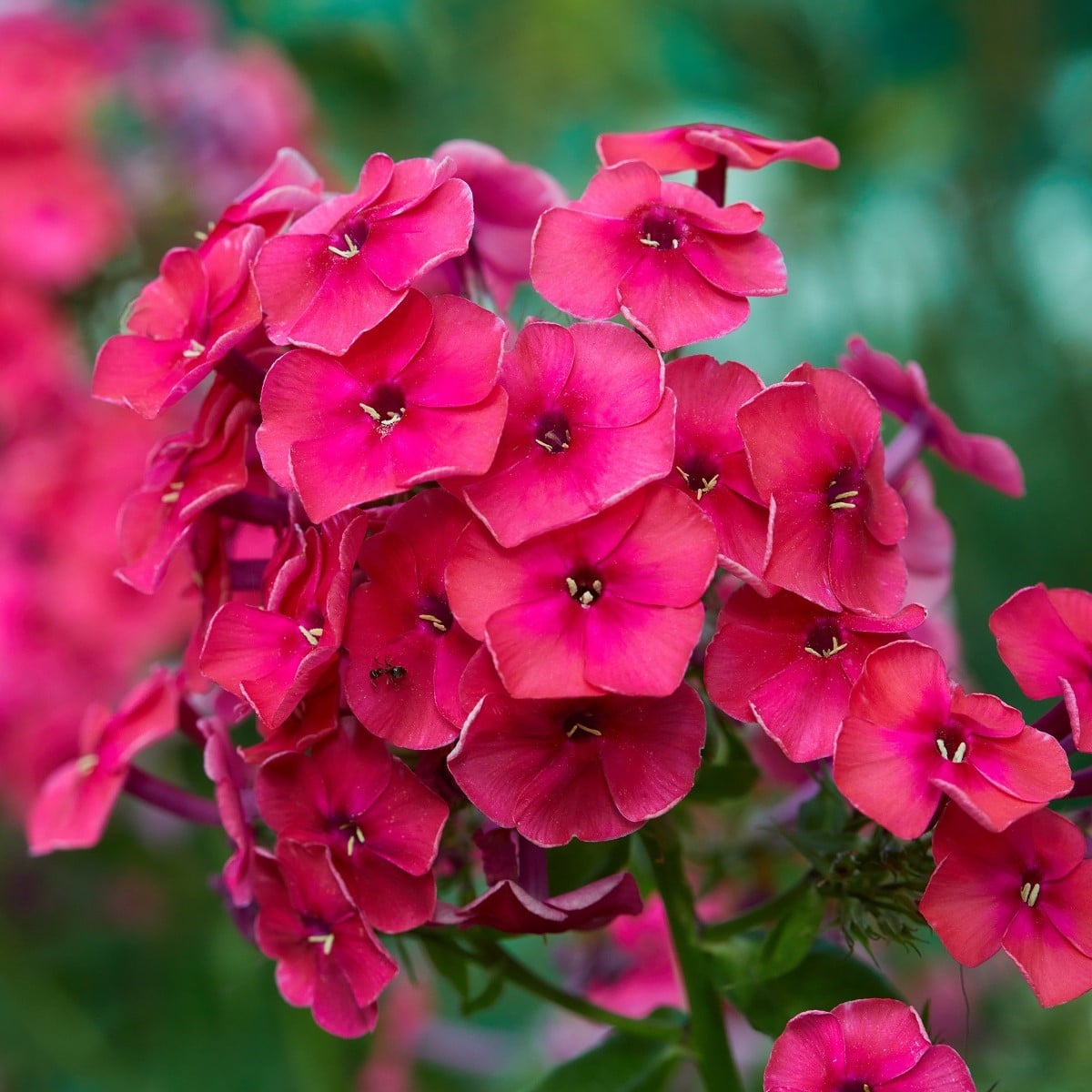 Plaménka růžová - Phlox - prostokořenná sazenice plaménky - 1 ks