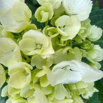 Plaménka Orchid Green - Phlox - prostokořenná sazenice plaménky - 1 ks