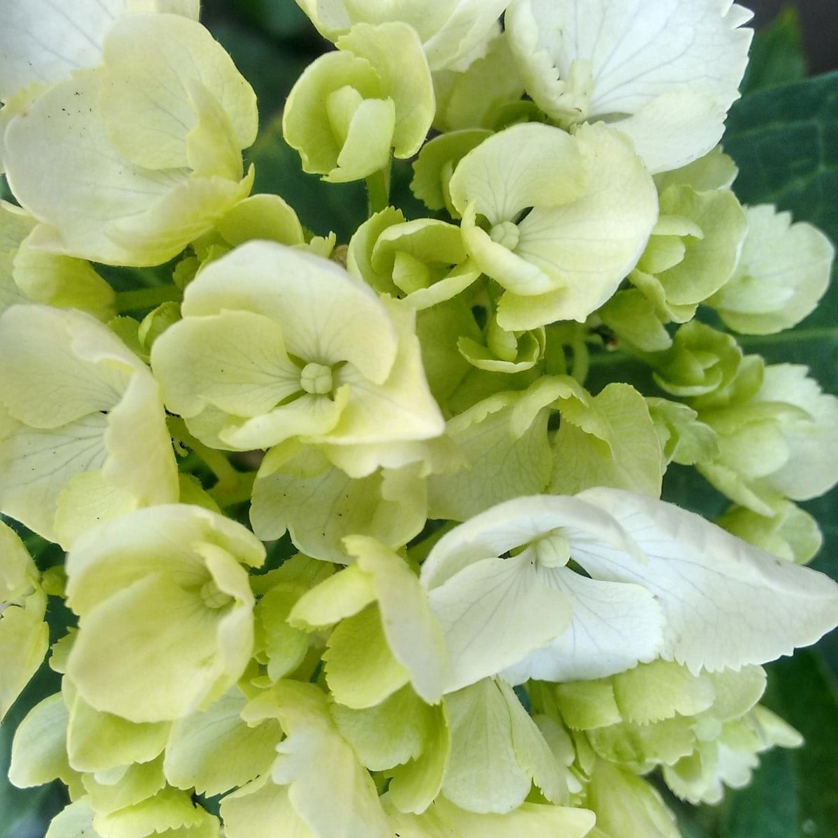 Plaménka Orchid Green - Phlox - prostokořenná sazenice plaménky - 1 ks