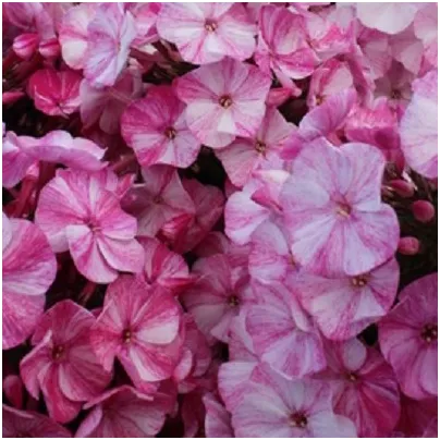 Plaménka Freckle Red Shades - Phlox - prostokořenná sazenice plaménky - 1 ks