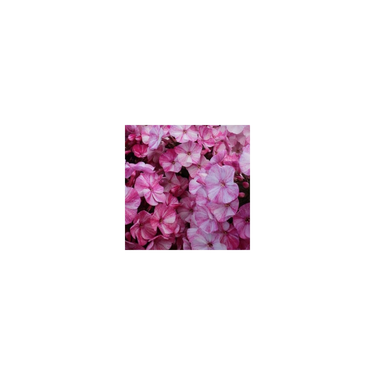 Plaménka Freckle Red Shades - Phlox - prostokořenná sazenice plaménky - 1 ks