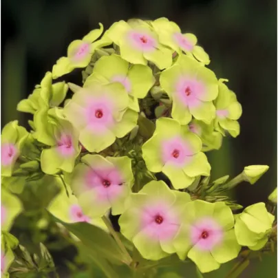 Plaménka Sherbet Blend – Phlox – prostokořenné sazenice