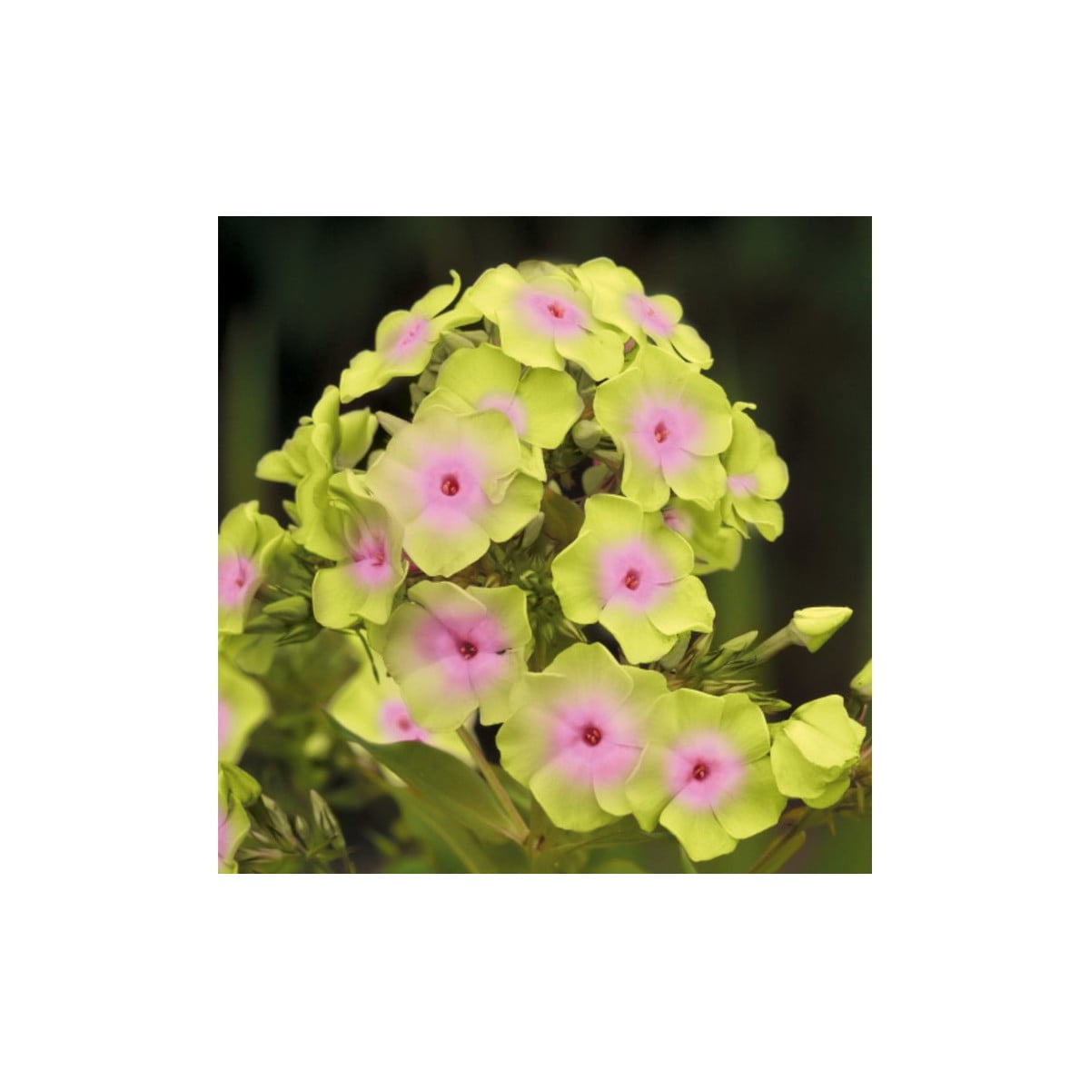 Plaménka Sherbet Blend – Phlox – prostokořenné sazenice