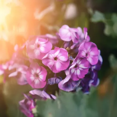 Plaménka Laura - Phlox - prostokořenná sazenice plaménky - 1 ks