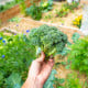 BIO Brokolice Calabrese Natalino - Brassica oleracea L. - osivo brokolice - 30 ks