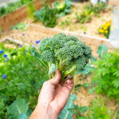 BIO Brokolice Calabrese Natalino - Brassica oleracea L. - osivo brokolice - 30 ks