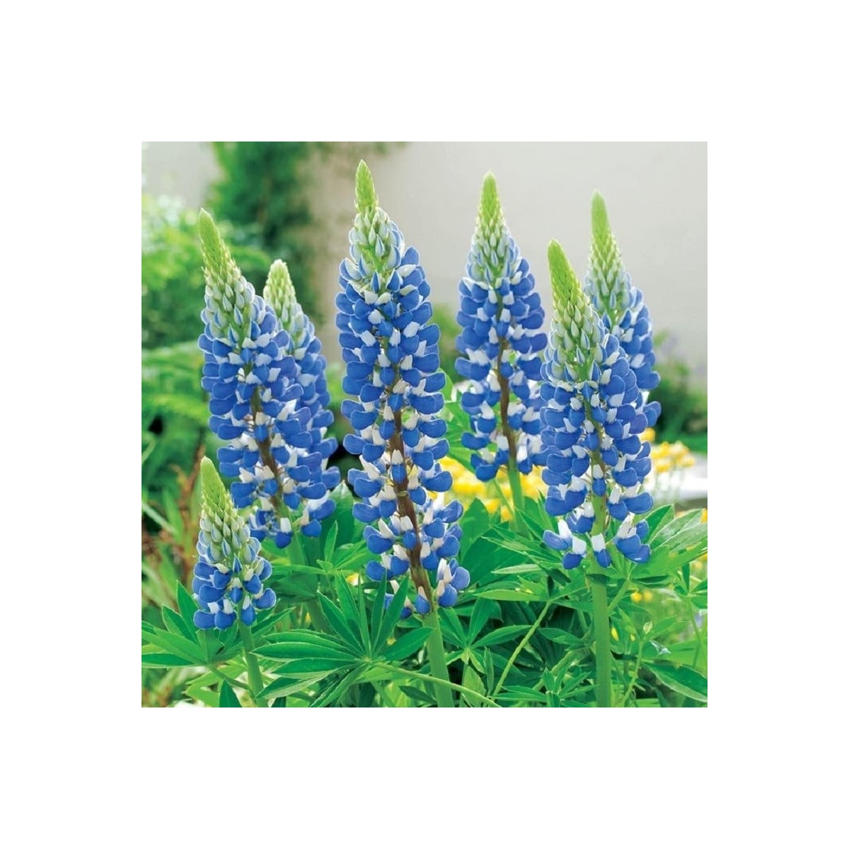 Lupina modrá - Lupinus - prostokořenná sazenice lupiny - 1 ks