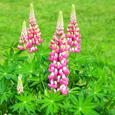 Lupina růžová - Lupinus - prostokořenná sazenice lupiny - 1 ks