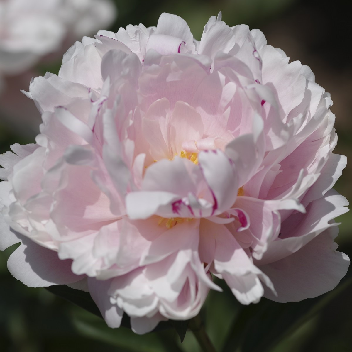 Pivoňka The Fawn - Paeonia lactiflora - hlízy pivoněk - 1 ks