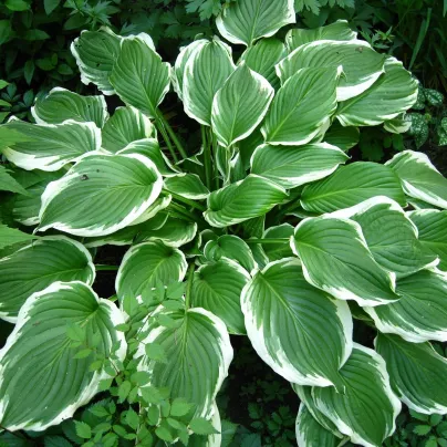 Funkie - Hosta Robert Frost - hlízy hosty - 1 ks